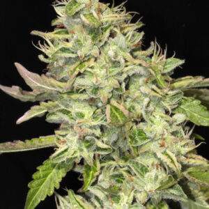 Mamiko Seeds - Sour Cookies