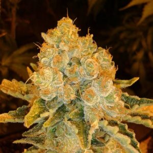 Jaws Genetics - White Widow F3