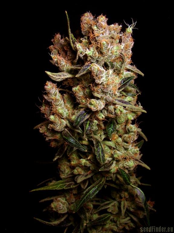 Jaws Genetics - Agent Orange F3 - Image 2