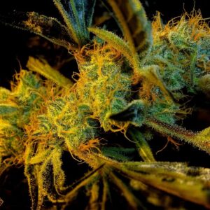 Jaws Genetics - Agent Orange F3