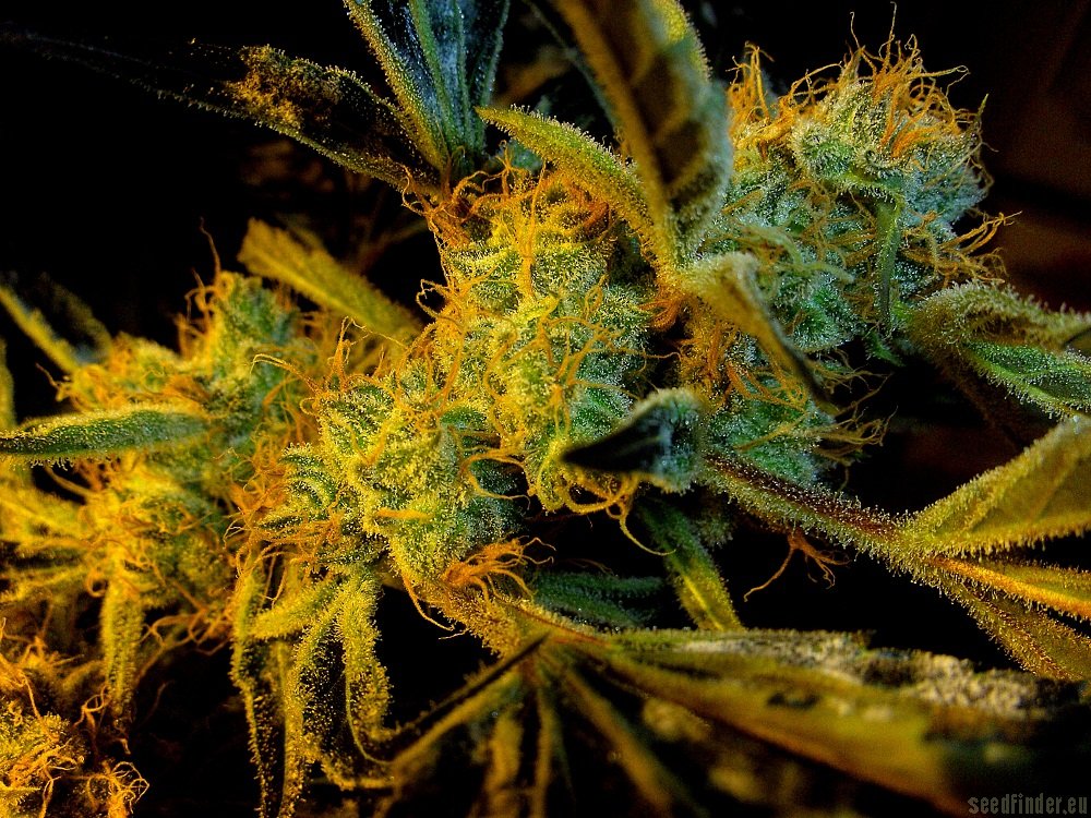 Jaws Genetics - Agent Orange F3