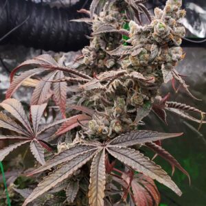 Umami Seeds - Strawzilla