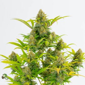 Relic Seeds - Super Silver Cheese '98