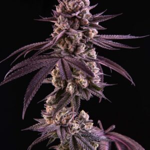 Umami Seeds - Butter Bath