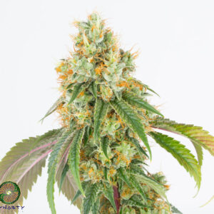 Dynasty Genetics - Cherry Llama
