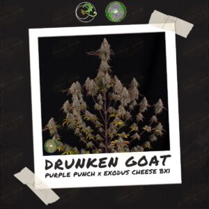 Dynasty Genetics - Drunken Goat