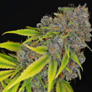 Dynasty Genetics - Birds Of Paradise V3