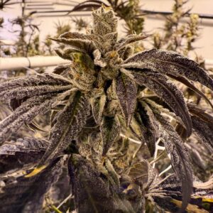 Umami Seeds - Prime Lime