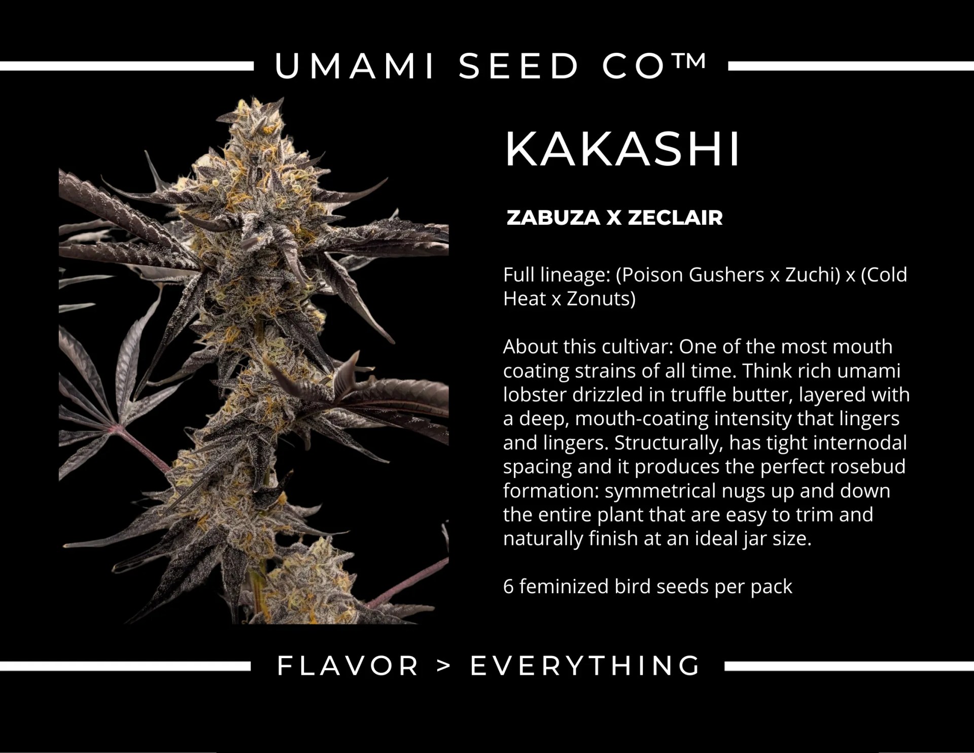 Umami Seeds - Kakashi