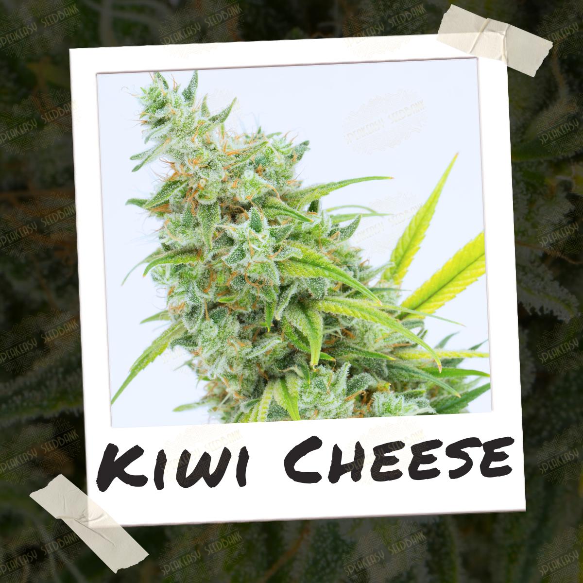 Dynasty Genetics - Kiwi Cheese - Image 2