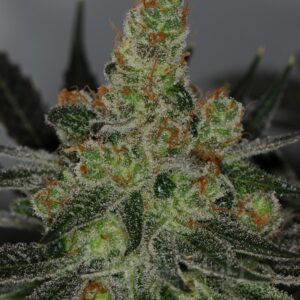 Dynasty Genetics - Ms. Universe F2