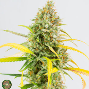 Dynasty Genetics - Super Hero Haze