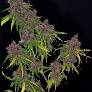 Dynasty Genetics - Pineapple Starship