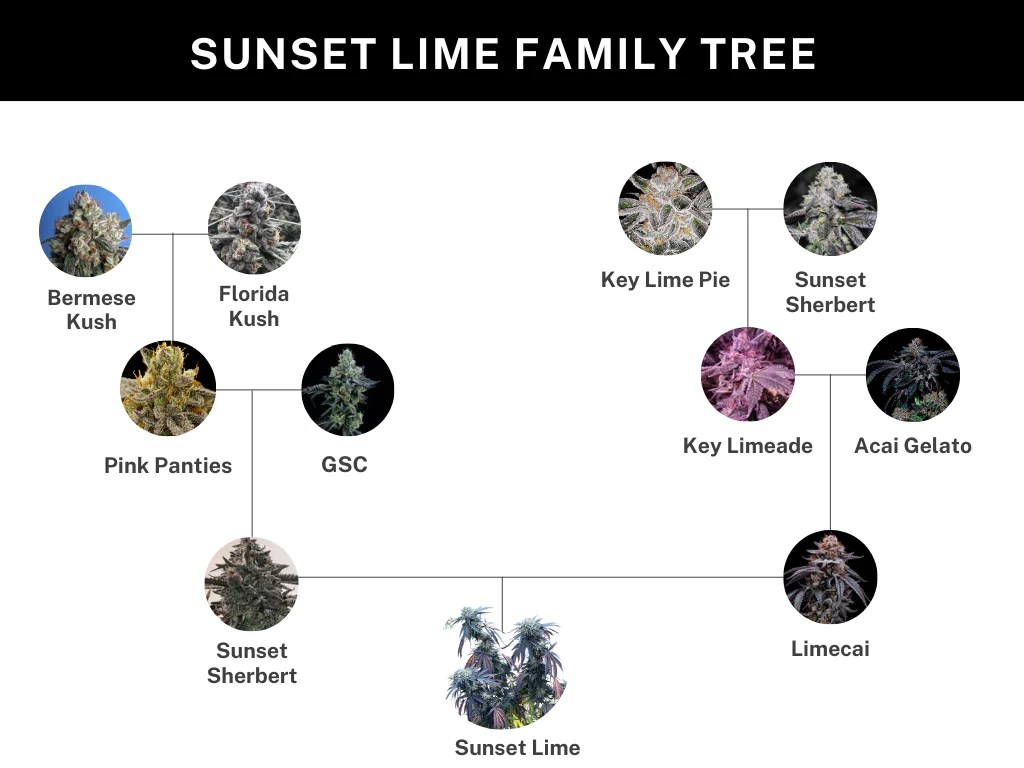 Umami Seeds - Sunset Lime - Image 3