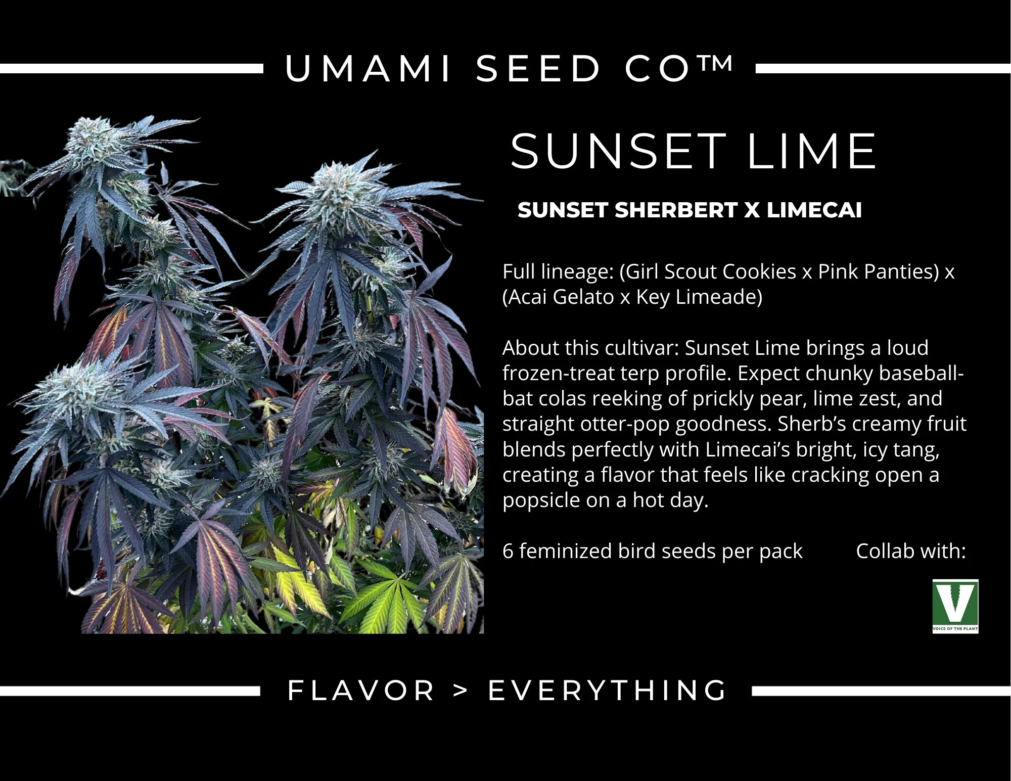 Umami Seeds - Sunset Lime