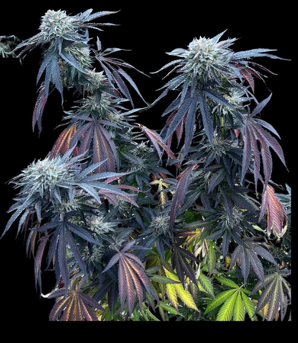 Umami Seeds - Sunset Lime - Image 2