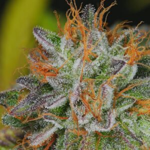 Dynasty Genetics - Afghan Cheese