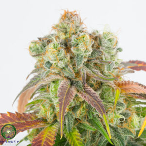 Dynasty Genetics - Cherry Grapefruit