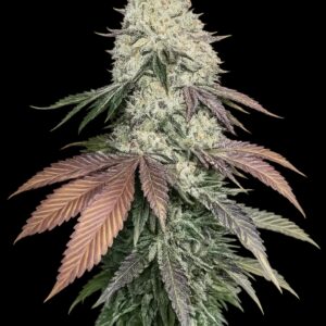 Cali Connection - Girl Scout Cookies
