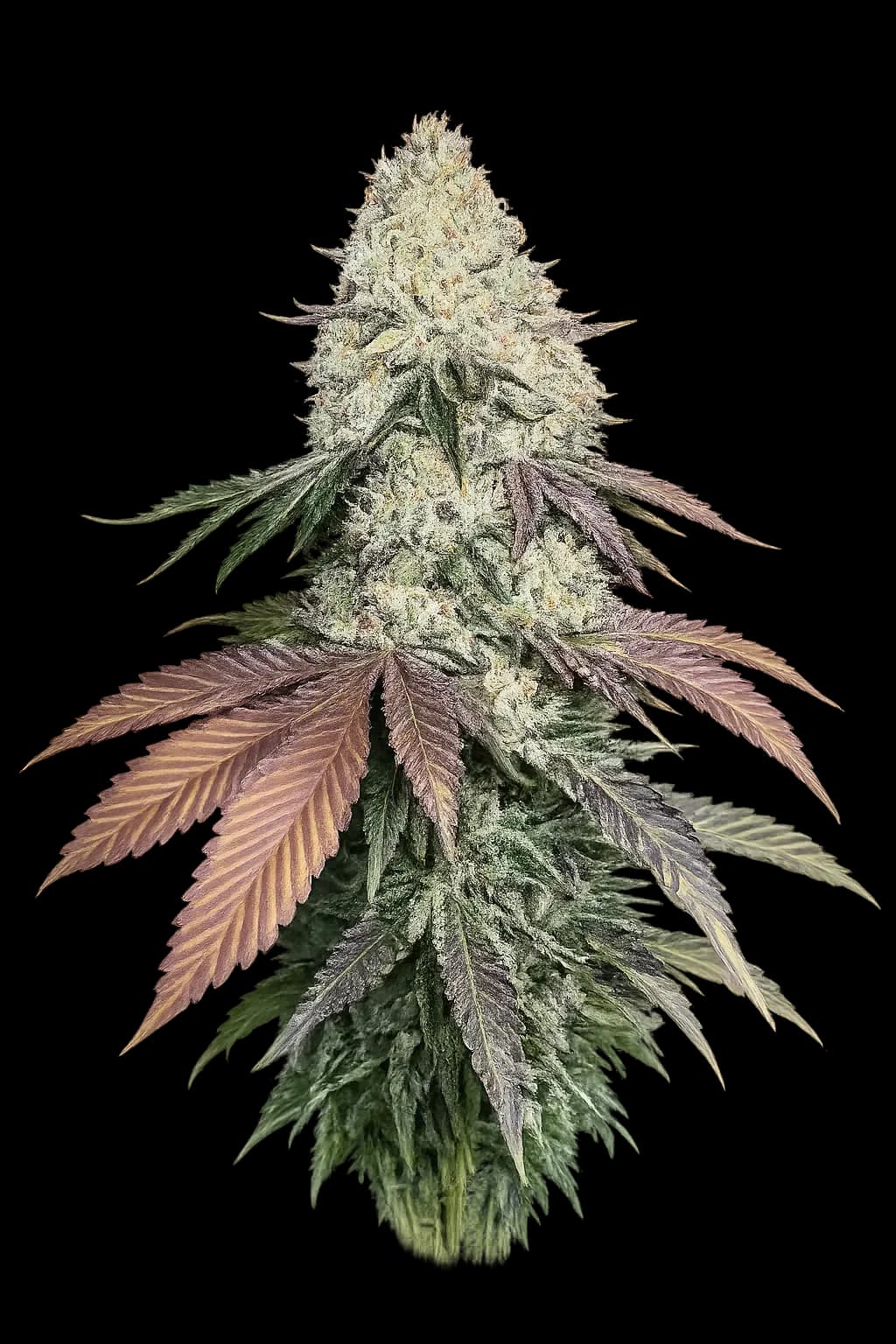 Cali Connection - Girl Scout Cookies
