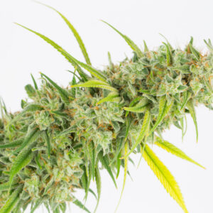 Dynasty Genetics - Kiwi Cheese