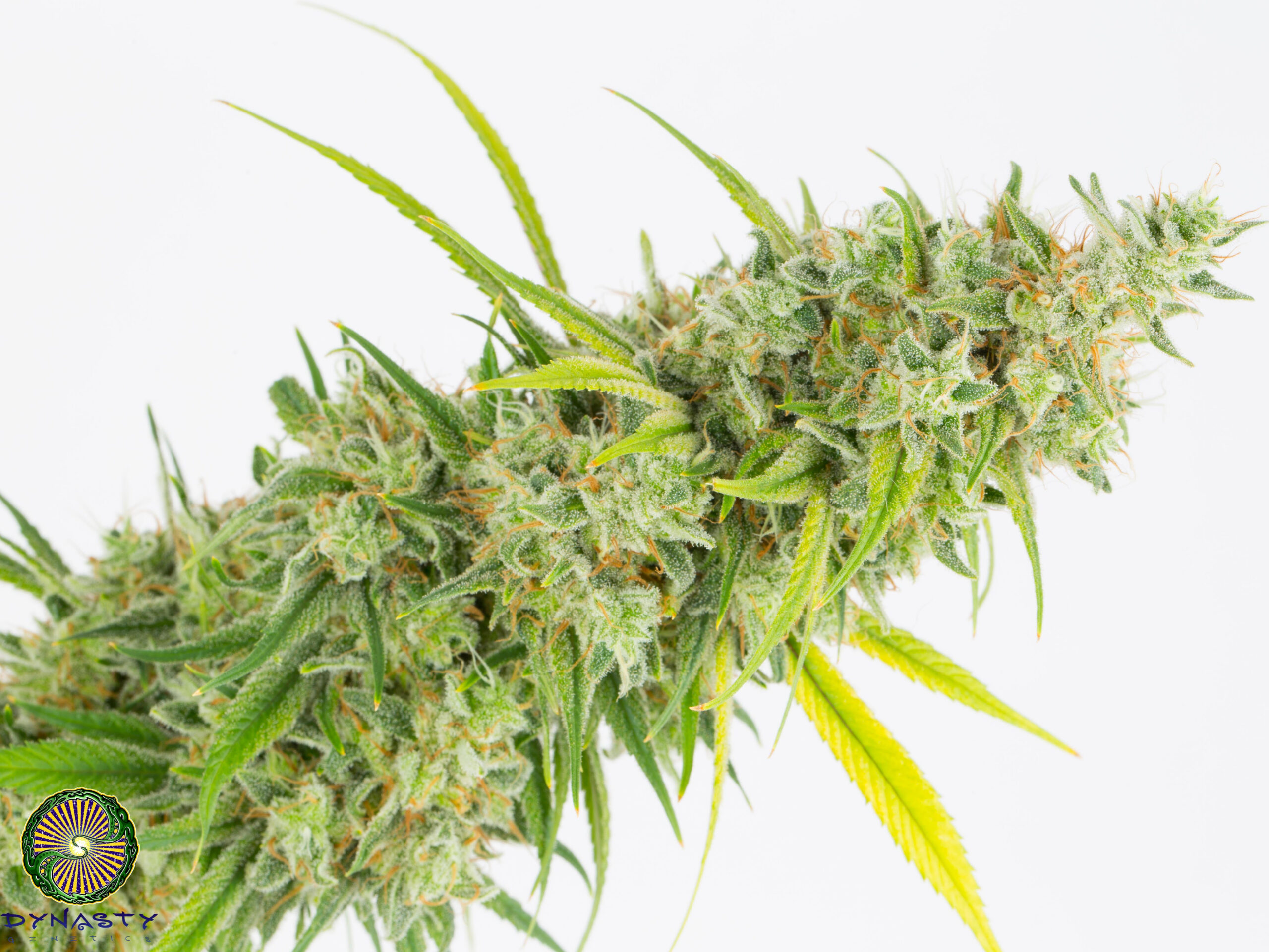 Dynasty Genetics - Kiwi Cheese