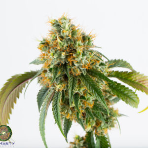 Dynasty Genetics - Raclette V3