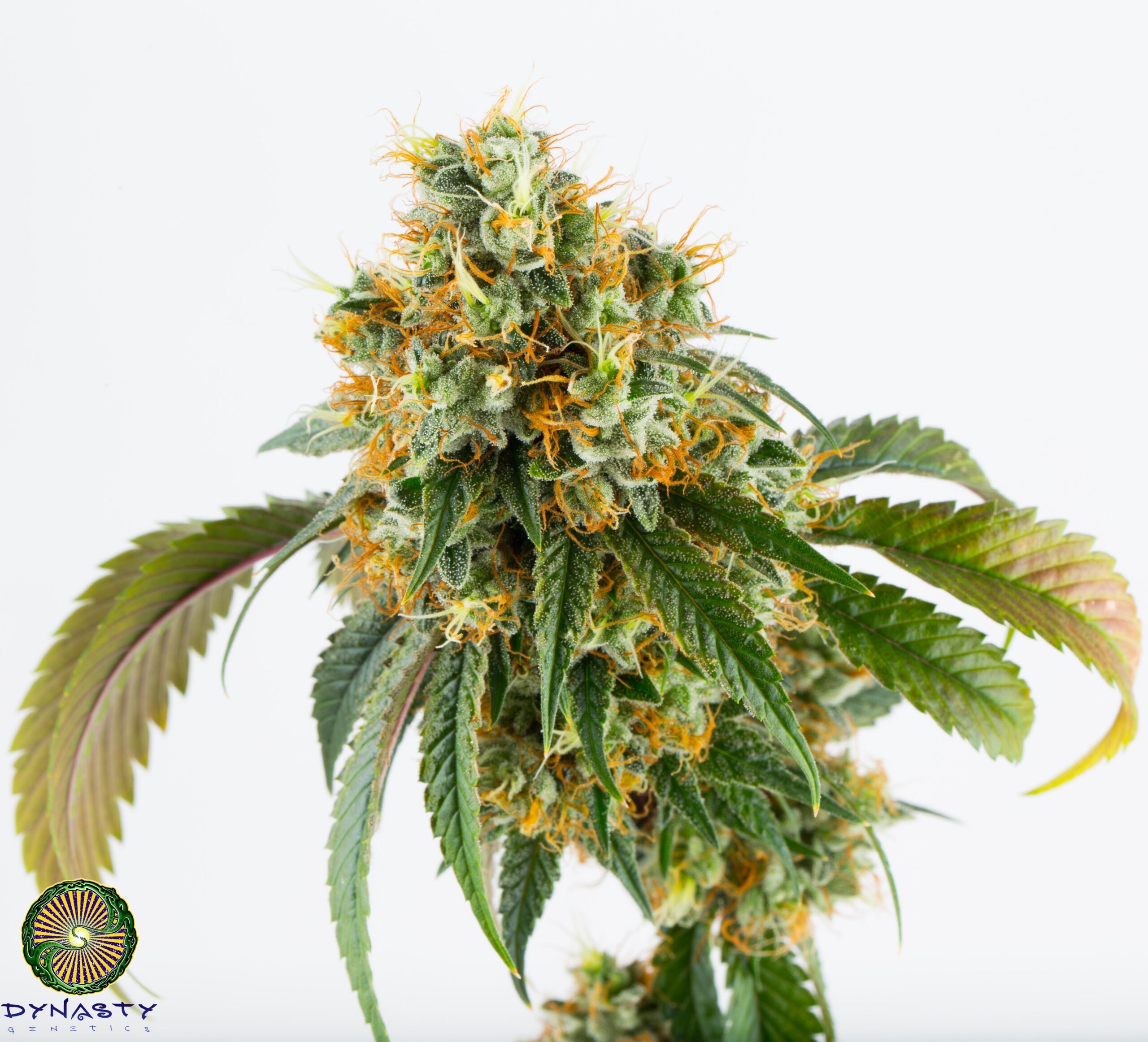 Dynasty Genetics - Raclette V3
