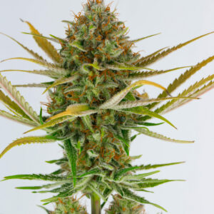 Relic Seeds - ‘98 HTCC SSH bx1