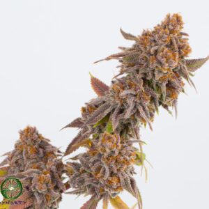 Dynasty Genetics - Salmon River OG V2