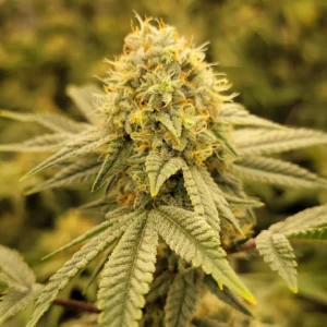 Tree Mason Genetics - G13 Skunk