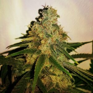 AKBean Brains - Cantaloupe Haze X 89 NL