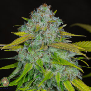 Dynasty Genetics - BUB Bapple