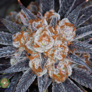 Dynasty Genetics - Kali Snapple Punch