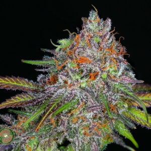 Dynasty Genetics - Grapefruit Kali Snapple V2