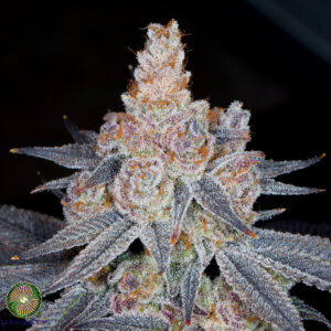 Dynasty Genetics - BlueFin Skunk