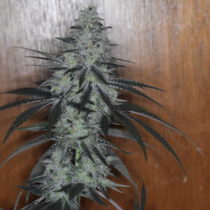 Jaws Genetics - Alien Cheese F1