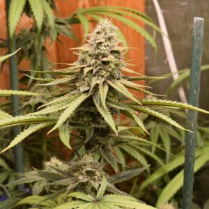 Jaws Genetics - Exodus Cheese BC1 F2
