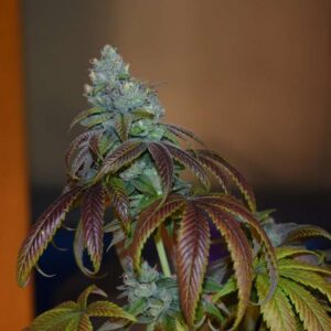 Jaws Genetics - Alien Cherry OGEE