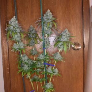 Jaws Genetics - Cherry Chem Soda
