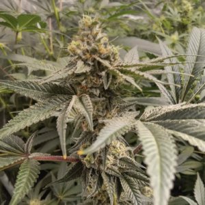 Bodhi Seeds - Oreoz x 88G13/Hashplant